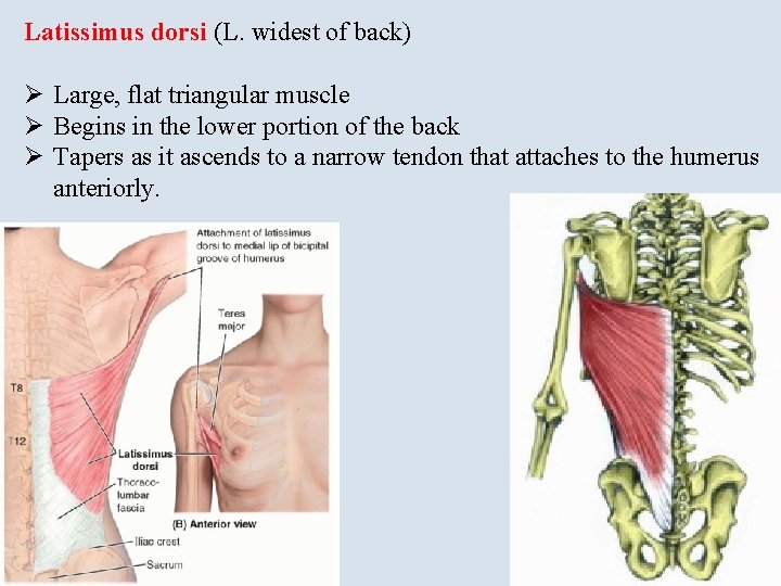 Latissimus dorsi (L. widest of back) Ø Large, flat triangular muscle Ø Begins in