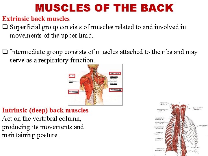 MUSCLES OF THE BACK Extrinsic back muscles q Superficial group consists of muscles related