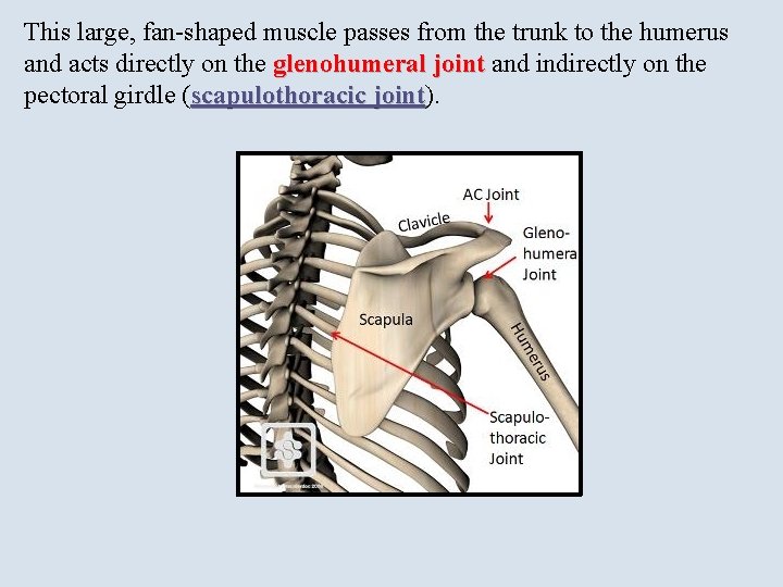 This large, fan-shaped muscle passes from the trunk to the humerus and acts directly