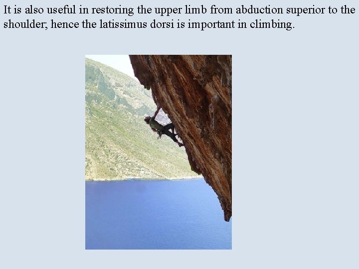 It is also useful in restoring the upper limb from abduction superior to the