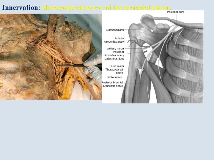 Innervation: thoracodorsal nerve of the brachial plexus 