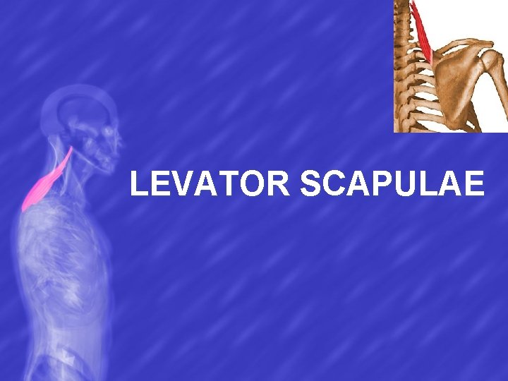 LEVATOR SCAPULAE 