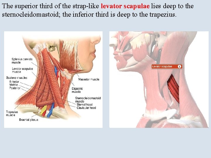 The superior third of the strap-like levator scapulae lies deep to the sternocleidomastoid; the