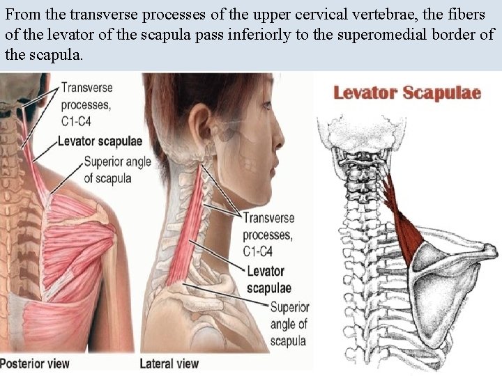 From the transverse processes of the upper cervical vertebrae, the fibers of the levator