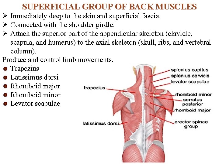 SUPERFICIAL GROUP OF BACK MUSCLES Ø Immediately deep to the skin and superficial fascia.