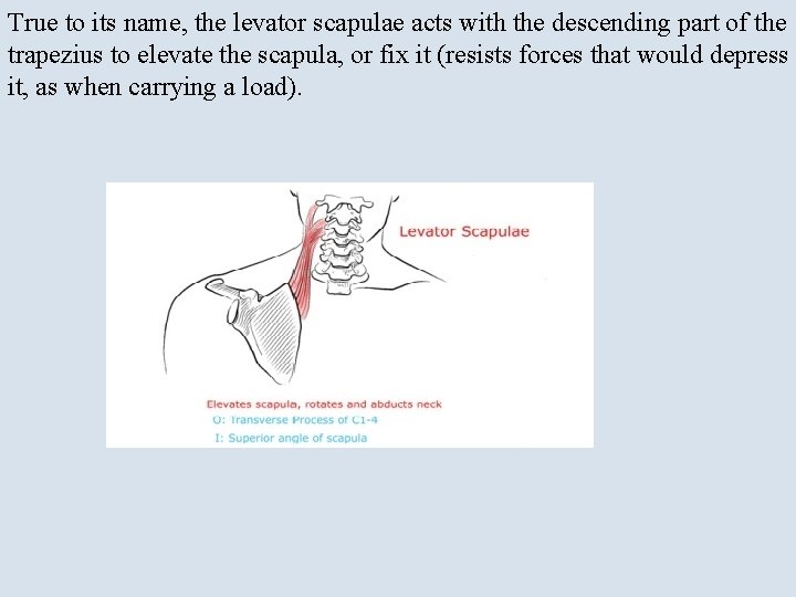 True to its name, the levator scapulae acts with the descending part of the