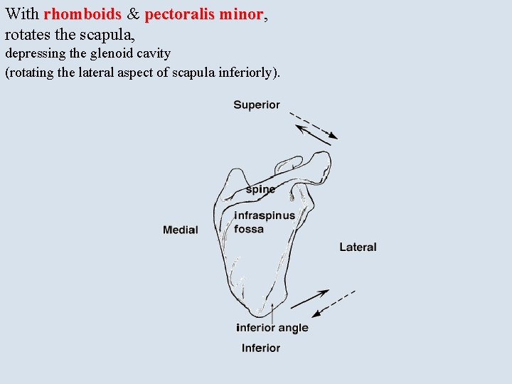 With rhomboids & pectoralis minor, minor rotates the scapula, depressing the glenoid cavity (rotating