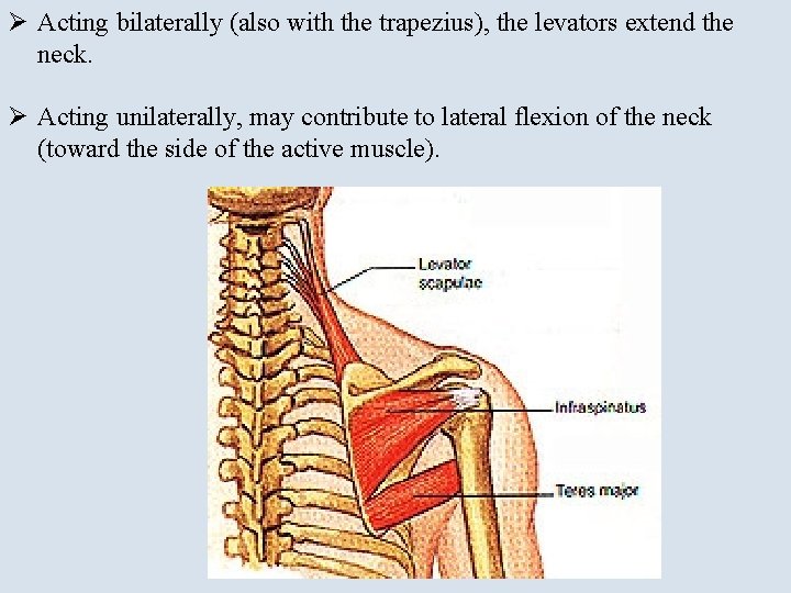 Ø Acting bilaterally (also with the trapezius), the levators extend the neck. Ø Acting