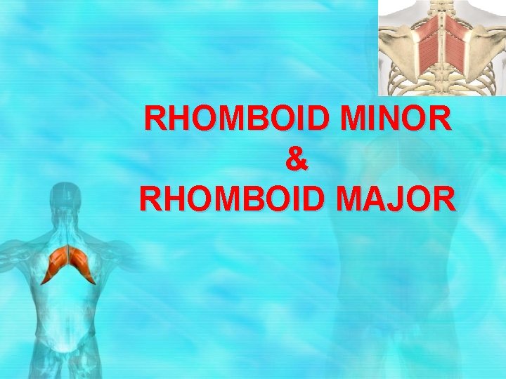 RHOMBOID MINOR & RHOMBOID MAJOR 