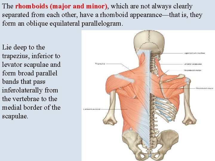 The rhomboids (major and minor), minor) which are not always clearly separated from each