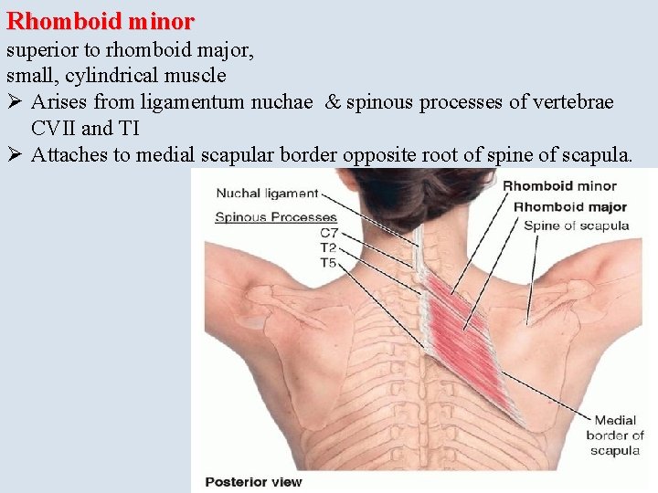 Rhomboid minor superior to rhomboid major, small, cylindrical muscle Ø Arises from ligamentum nuchae