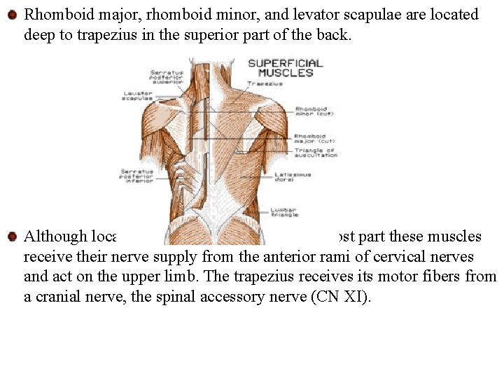 Rhomboid major, rhomboid minor, and levator scapulae are located deep to trapezius in the