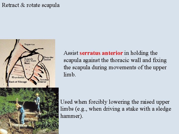 Retract & rotate scapula Assist serratus anterior in holding the scapula against the thoracic