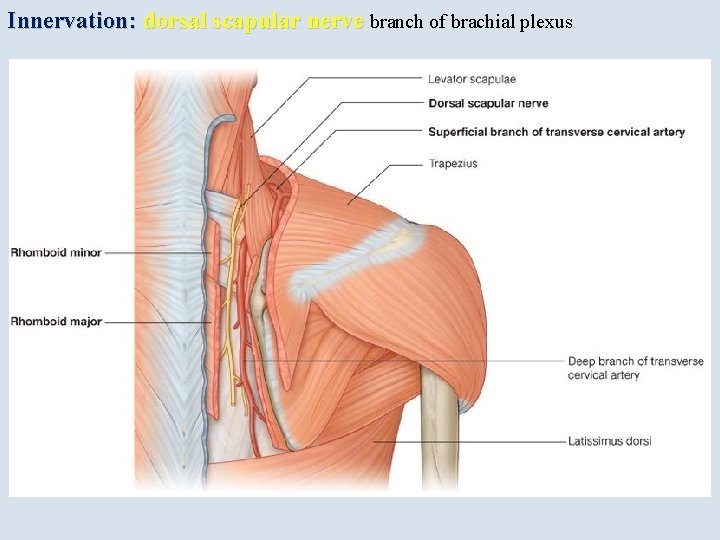 Innervation: dorsal scapular nerve branch of brachial plexus 