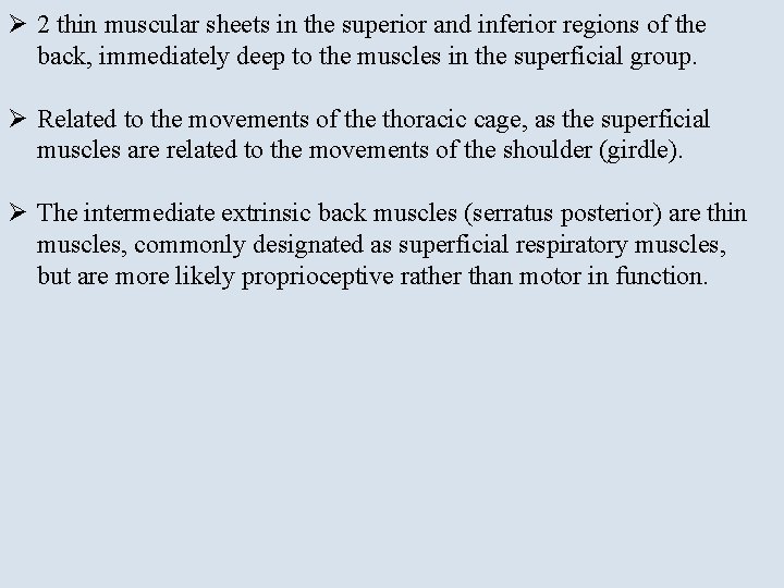 Ø 2 thin muscular sheets in the superior and inferior regions of the back,