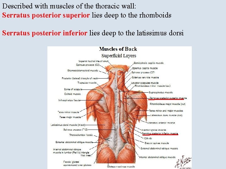 Described with muscles of the thoracic wall: Serratus posterior superior lies deep to the