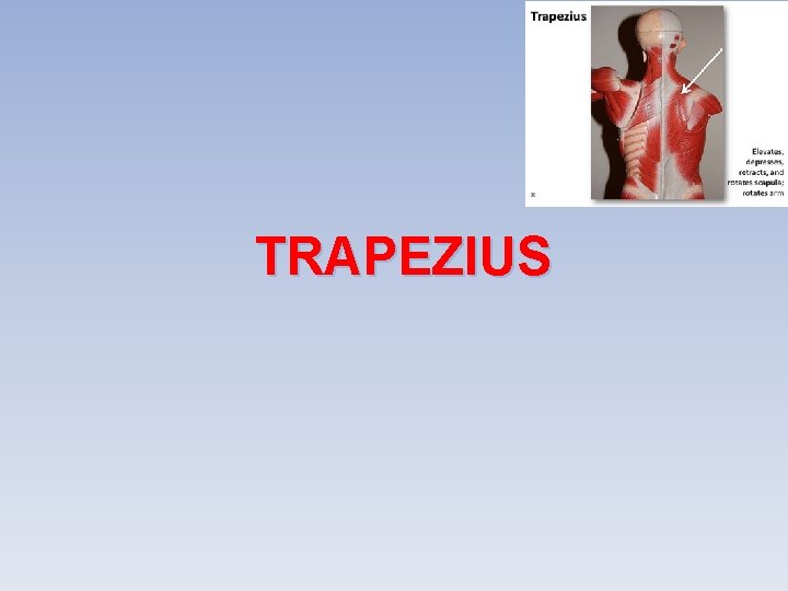 TRAPEZIUS 