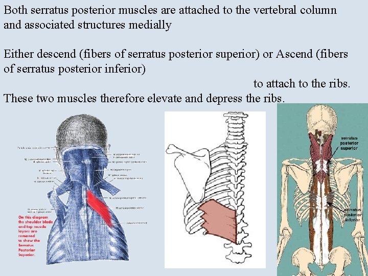 Both serratus posterior muscles are attached to the vertebral column and associated structures medially