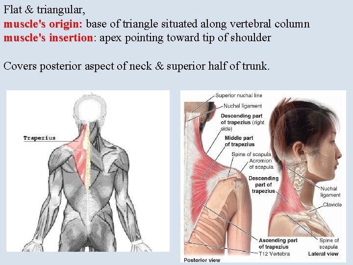 Flat & triangular, muscle's origin: base of triangle situated along vertebral column muscle's insertion: