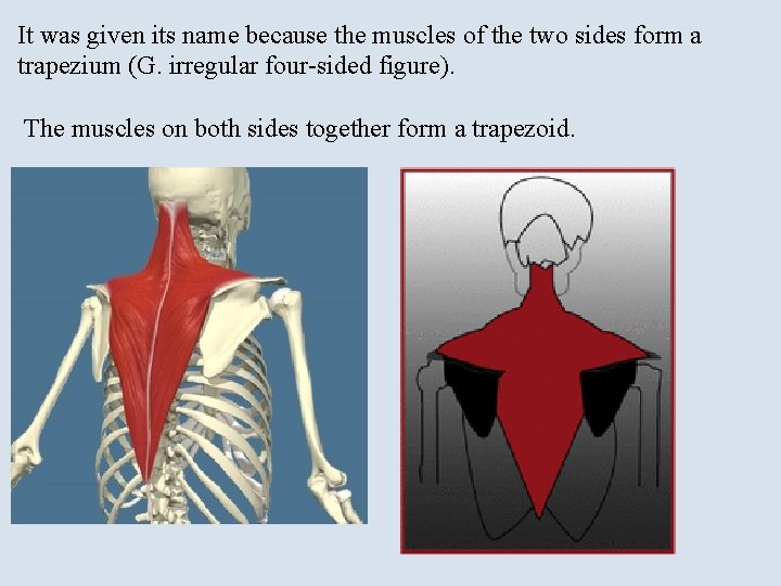 It was given its name because the muscles of the two sides form a