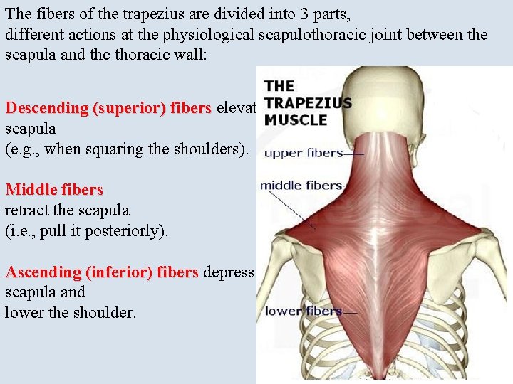 The fibers of the trapezius are divided into 3 parts, different actions at the