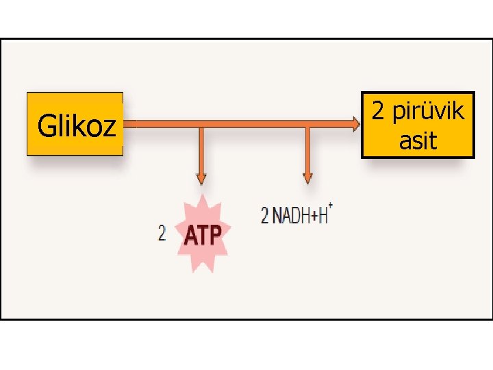 Glikoz 2 pirüvik asit 