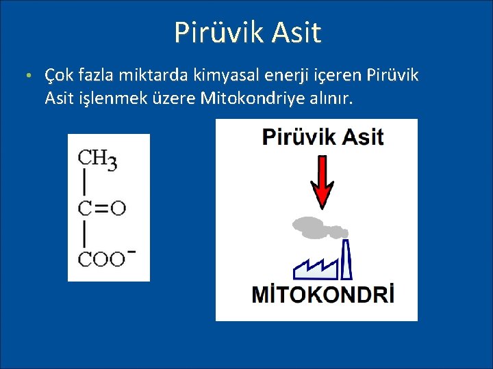 Pirüvik Asit • Çok fazla miktarda kimyasal enerji içeren Pirüvik Asit işlenmek üzere Mitokondriye