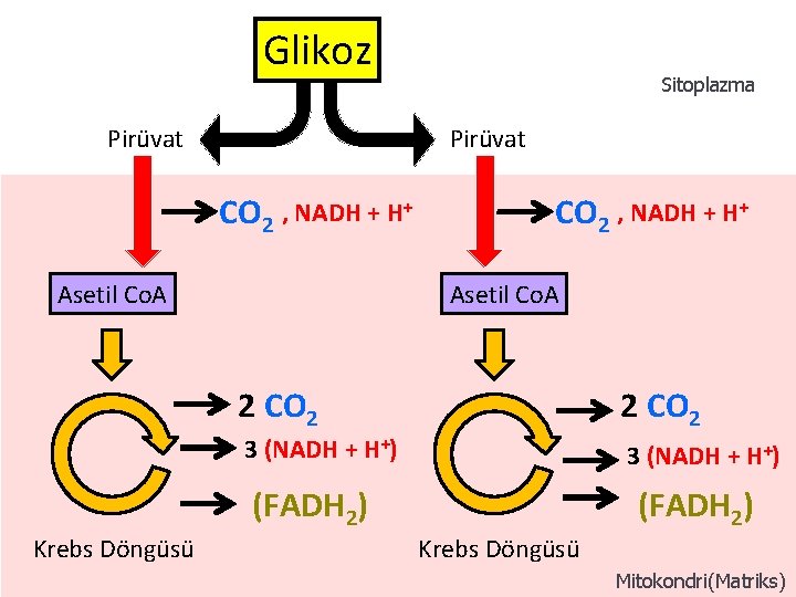 Glikoz Pirüvat Sitoplazma Pirüvat CO 2 , NADH + H+ Asetil Co. A 2