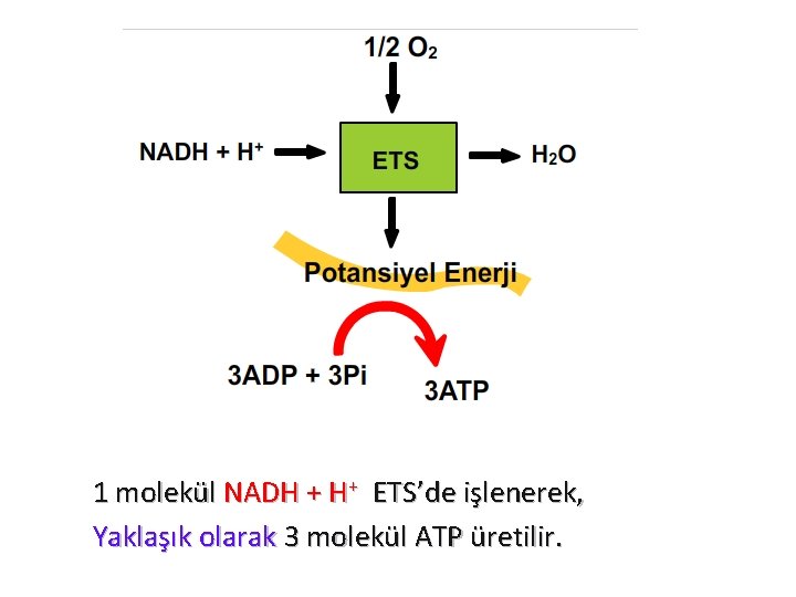 1 molekül NADH + H+ ETS’de işlenerek, Yaklaşık olarak 3 molekül ATP üretilir. 