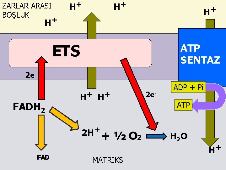 ZARLAR ARASI BOŞLUK H+ H+ ETS MİTOKONDRİ İÇ ZARI ATP SENTAZ 2 e- FADH