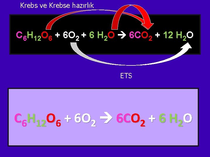 Krebs ve Krebse hazırlık C 6 H 12 O 6 + 6 O 2