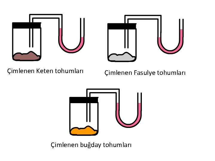 Çimlenen Keten tohumları Çimlenen Fasulye tohumları Çimlenen buğday tohumları 