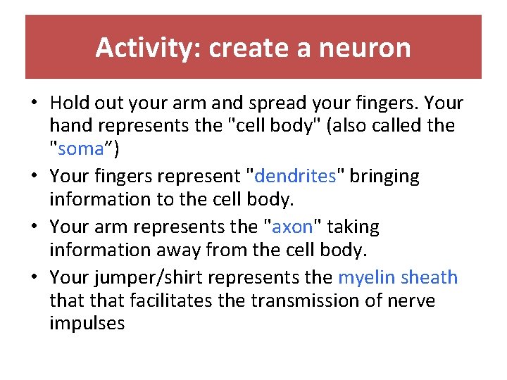 Activity: create a neuron • Hold out your arm and spread your fingers. Your