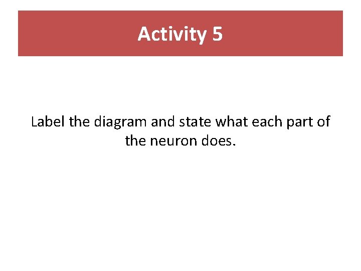 Activity 5 Label the diagram and state what each part of the neuron does.