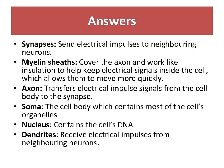 Answers • Synapses: Send electrical impulses to neighbouring neurons. • Myelin sheaths: Cover the