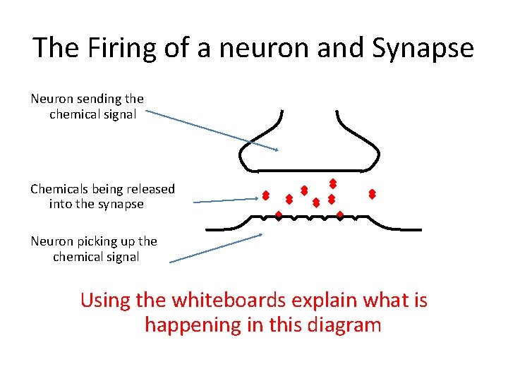 The Firing of a neuron and Synapse Neuron sending the chemical signal Chemicals being