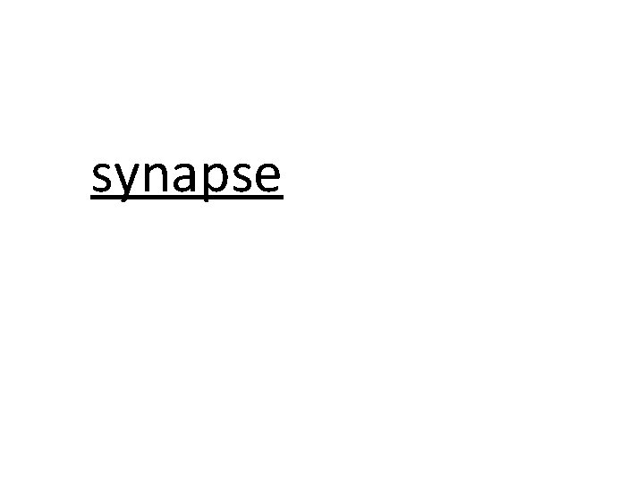 synapse 