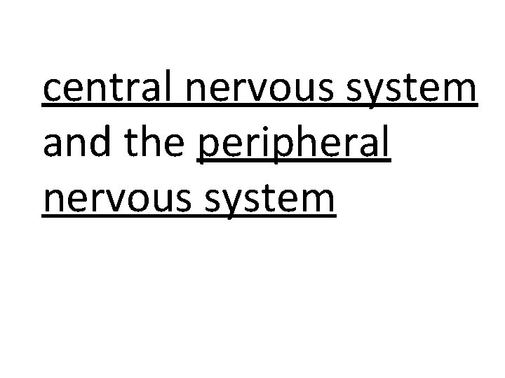 central nervous system and the peripheral nervous system 