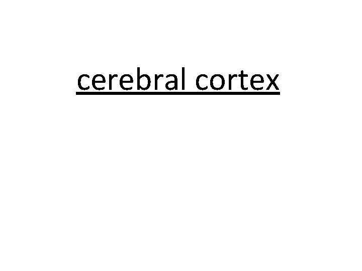 cerebral cortex 