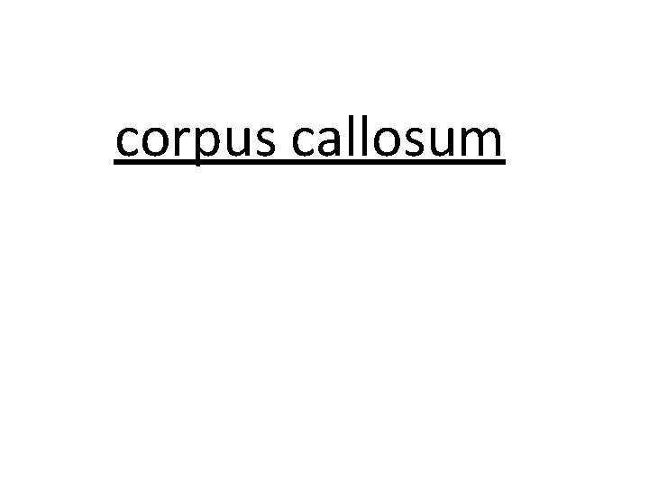 corpus callosum 