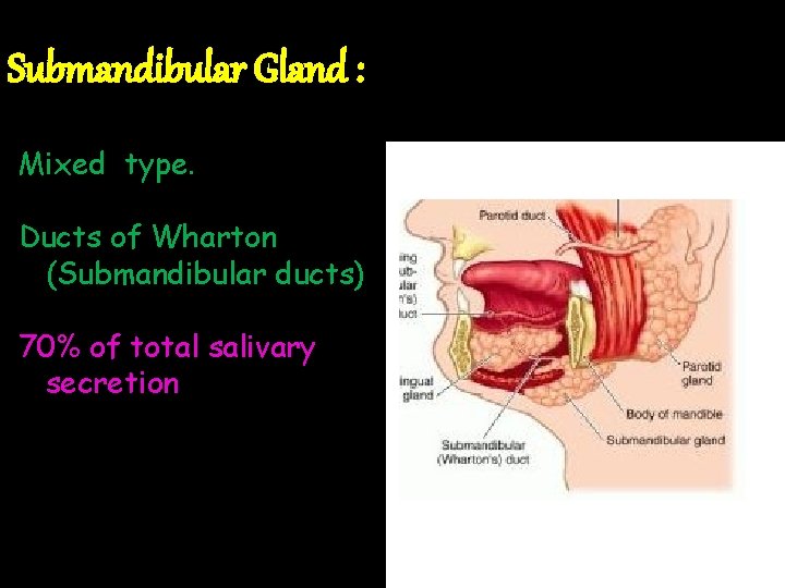 Submandibular Gland : Mixed type. Ducts of Wharton (Submandibular ducts). 70% of total salivary