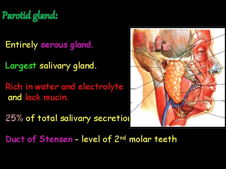 Parotid gland: Entirely serous gland. Largest salivary gland. Rich in water and electrolyte and