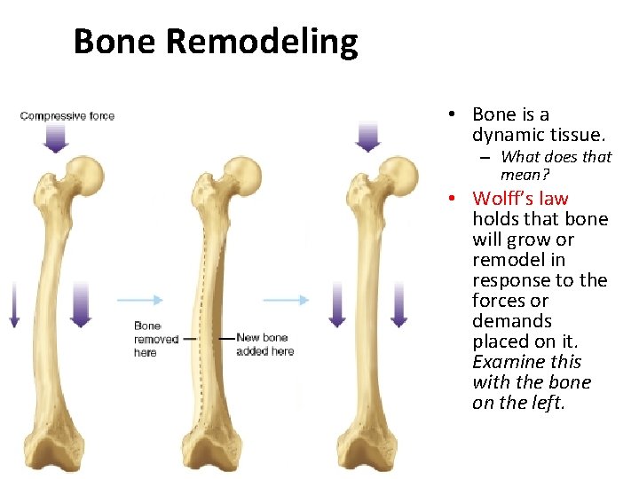 Bone Remodeling • Bone is a dynamic tissue. – What does that mean? •