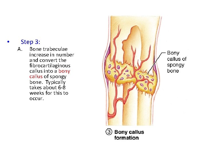  • Step 3: A. Bone trabeculae increase in number and convert the fibrocartilaginous