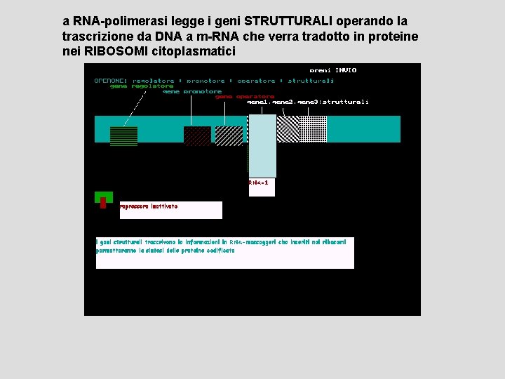a RNA-polimerasi legge i geni STRUTTURALI operando la trascrizione da DNA a m-RNA che