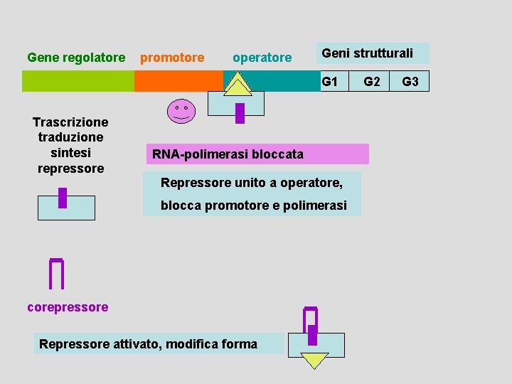Gene regolatore promotore operatore Geni strutturali G 1 Trascrizione traduzione sintesi repressore RNA-polimerasi bloccata