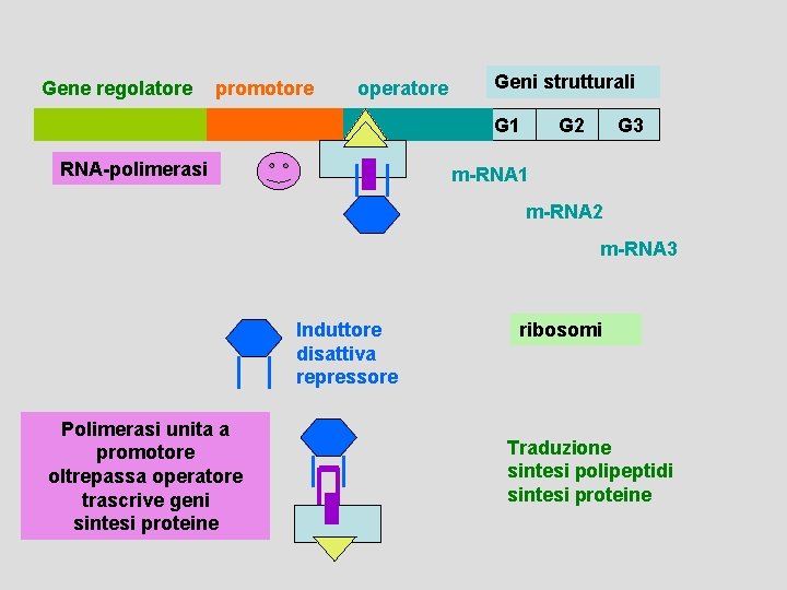 Gene regolatore promotore operatore Geni strutturali G 1 RNA-polimerasi G 2 G 3 m-RNA