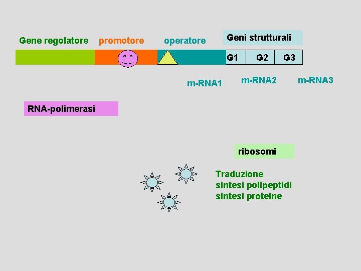 Gene regolatore promotore Geni strutturali operatore G 1 m-RNA 1 G 2 G 3