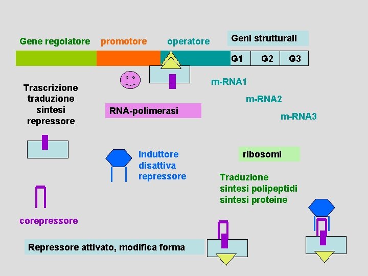 Gene regolatore promotore operatore Geni strutturali G 1 Trascrizione traduzione sintesi repressore G 2