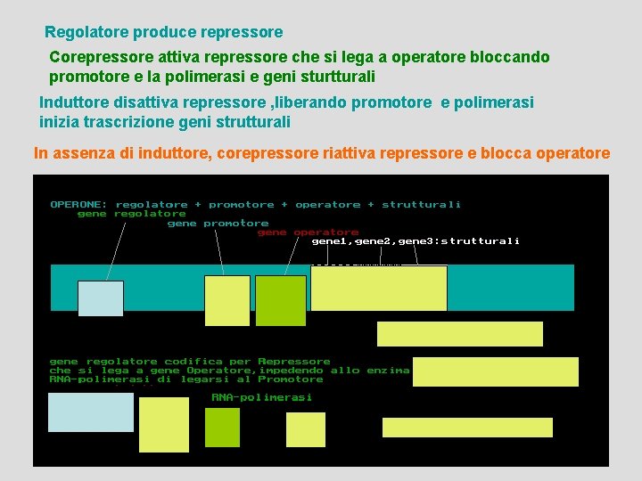 Regolatore produce repressore Corepressore attiva repressore che si lega a operatore bloccando promotore e